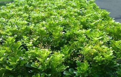 米兰叶子发黑掉落怎么办（米兰叶子发黑脱落是什么原因）