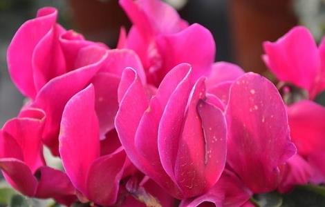 仙客来烂根怎么处理(仙客来烂根处理视频)