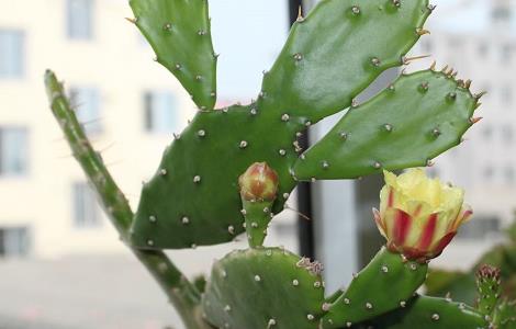 仙人掌烂根怎么办(仙人掌烂根怎么办小妙招)