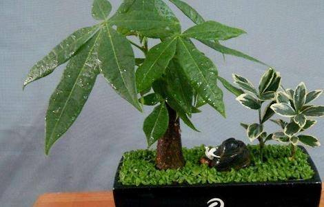 发财树烂根怎么补救 发财树根部腐烂怎么处理救治