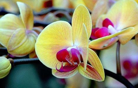 蝴蝶兰烂根怎么办（蝴蝶兰烂根最简单的处理方法）