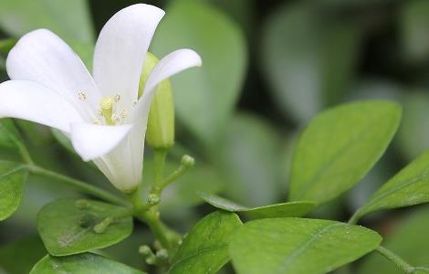 九里香的叶子干枯怎么办 九里香干枯落叶怎么办