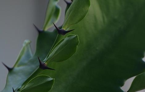 龙骨花叶子发黄怎么回事 龙骨花有黄叶怎么回事