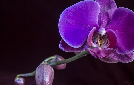 蝴蝶兰叶子发黄变软怎么办 蝴蝶兰叶子变黄变软怎么办?