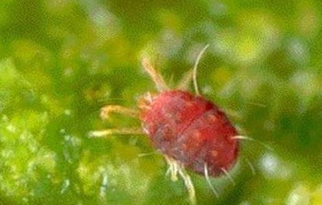 栀子花常见的病虫害及防治方法 栀子花病虫害图片及怎么防治