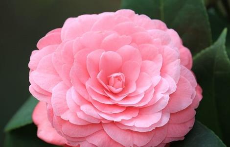 茶花掉叶子原因及解决方法（茶花一直掉叶子怎么办 该怎么补救）