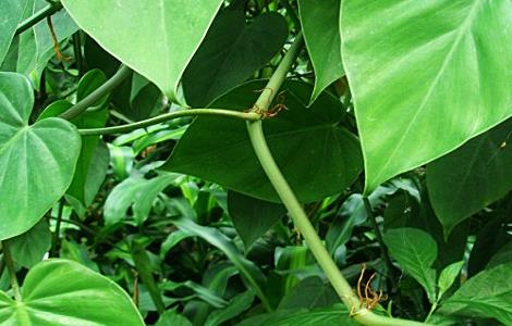 心叶藤的养殖方法和注意事项 心叶藤的养殖方法和注意事项图片