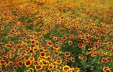蛇目菊的种植方法及习性 蛇目菊是宿根花卉吗