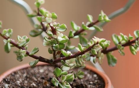 雅乐之舞掉叶子怎么办(雅乐之舞掉叶子怎么回事)