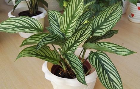 双线竹芋叶子卷曲怎么办 双线竹芋卷边枯萎