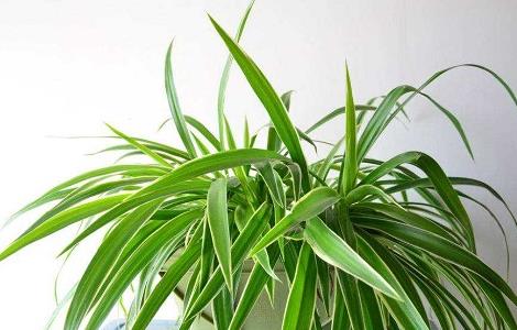 吊兰叶尖干枯什么原因 吊兰叶尖干枯什么原因造成的