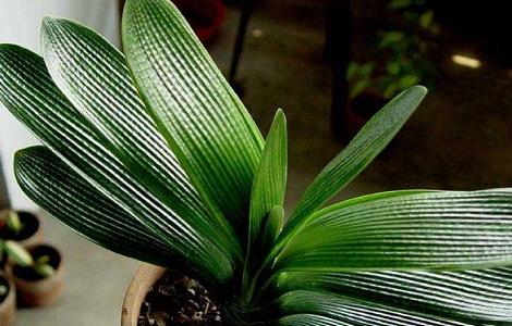 君子兰不长叶子怎么办 君子兰叶子长不大怎么办