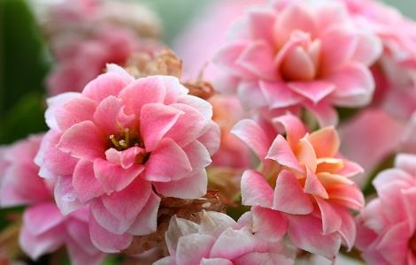 长寿花叶子变软怎么办 长寿花叶子变软怎么办花肥农帮主1号