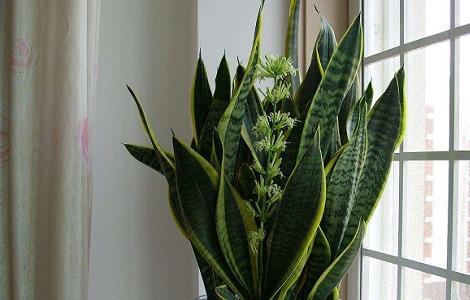 虎皮兰长高秘诀（虎皮兰长高秘诀视频）