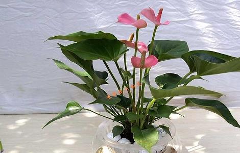 粉掌水培的养殖方法(水培粉掌怎么养)