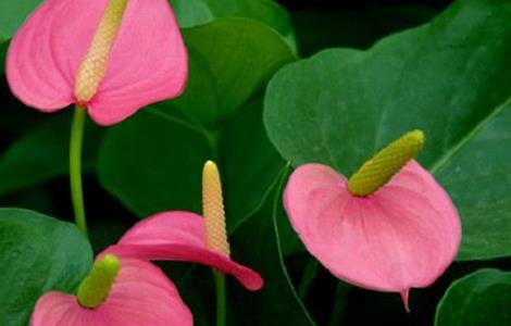 粉掌不开花的原因及解决方法 粉掌不开花的原因及解决方法