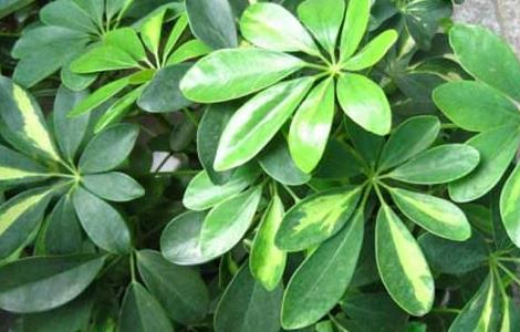 七叶莲掉叶子怎么办 七叶莲掉叶子怎么办视频