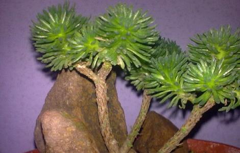 球松的养殖方法和注意事项(球松怎样养)