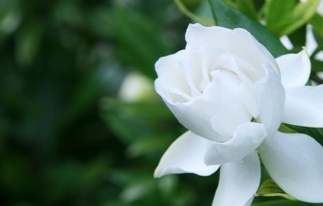 栀子花怎样才能开花（栀子花怎样才能开花呢）