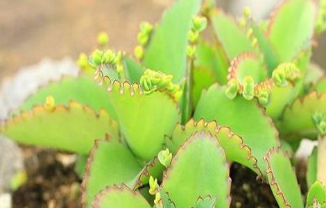 落地生根的养殖方法和注意事项（落地生根的养殖方法和注意事项有哪些）