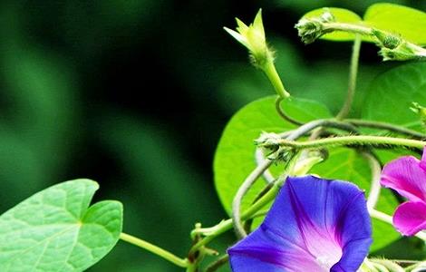 牵牛花的功效和作用 牵牛花的功效和作用图片