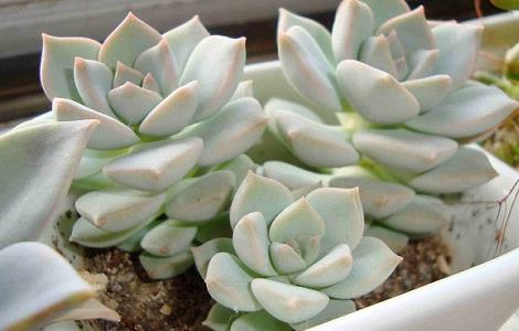 白牡丹多肉怎么养（白牡丹多肉怎么养殖）