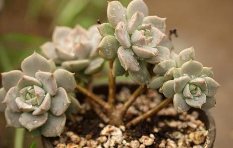 白牡丹徒长了怎么办 白牡丹徒长了怎么办图片