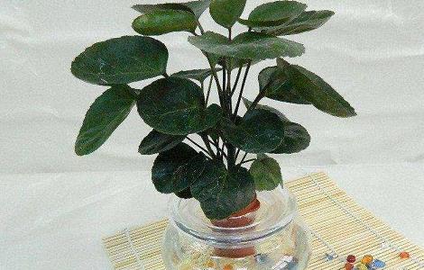 金钱兜叶子发黄怎么办 钱兜子花叶子发黄怎么回事