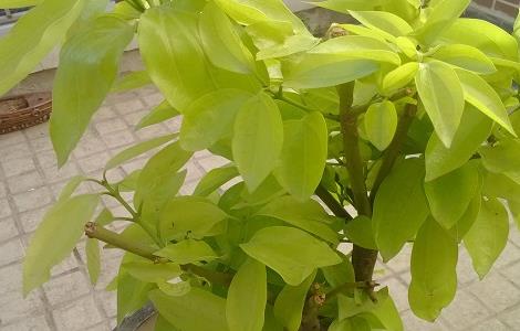 平安树冬天怎么养(平安树冬天怎么养才能荗盛)