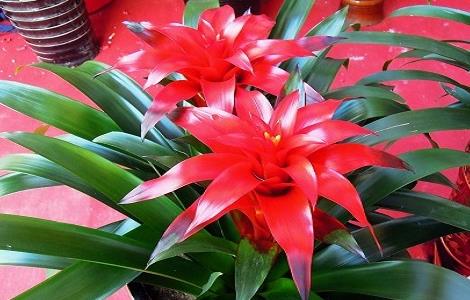 鸿运当头摆放哪里最好(鸿运当头放什么地方好)