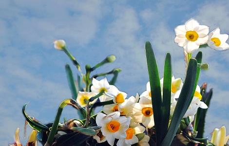 水仙花怎么催芽（水仙花怎么发芽）