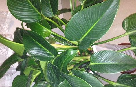 金钻叶子有黄斑怎么办 金钻叶子有黄斑怎么办呢