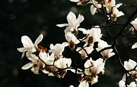 怎么延长白玉兰的花期（怎么延长白玉兰的花期长度）