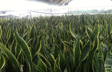 金边虎皮兰的养殖方法和注意事项 金边吊兰的养殖方法和注意事项