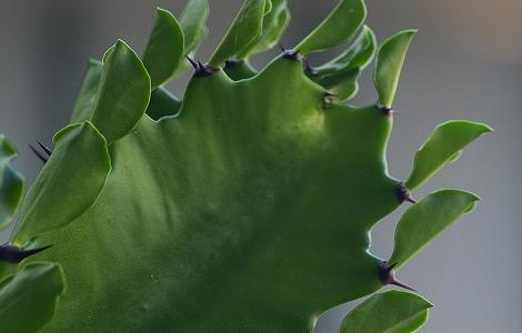 龙骨花的风水作用 客厅十大镇宅植物