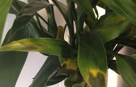 富贵竹叶子蔫了怎么办（冬天富贵竹叶子蔫了怎么办）
