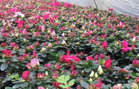 西洋鹃的的养殖方法和注意事项 盆栽西洋鹃的养殖方法