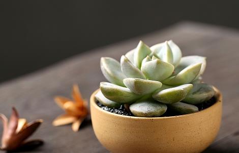 白牡丹掉叶子怎么办（白牡丹掉叶子怎么办视频）