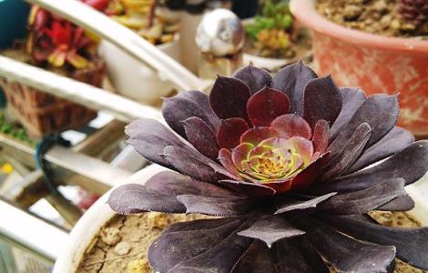 黑法师开花怎么处理（黑法师怎么样不让它开花）