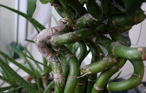 富贵竹根发黑怎么办 水培富贵竹根发黑怎么办