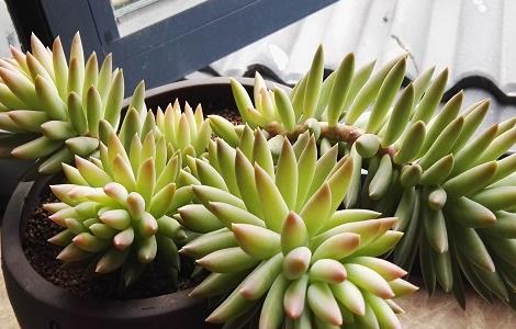 千佛手掉叶子怎么办（千佛手掉叶子软化掉了）