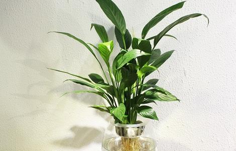 水培白掌冬天怎么养（水培白掌冬天怎么养殖）