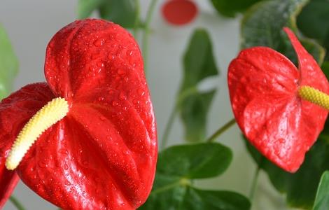 水培红掌冬天怎么养 水培红掌冬天怎么养才能安全过冬?