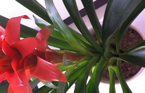 鸿运当头怎么移植（鸿运当头怎么移植旁边的侧牙）