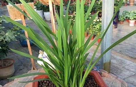 墨兰叶子扭曲怎么办（墨兰叶子扭曲怎么办）