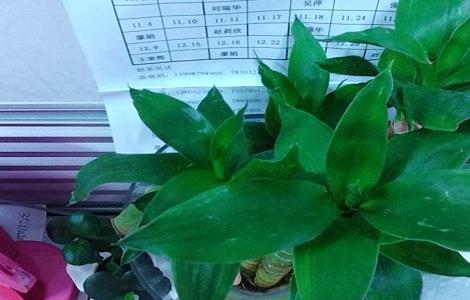 观音竹的风水作用（观音竹摆放禁忌）