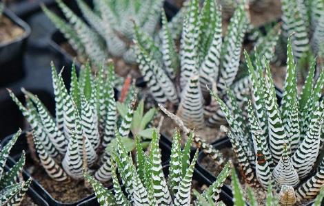 条纹十二卷叶子发黄怎么办（条纹十二卷叶子发黄是怎么了）