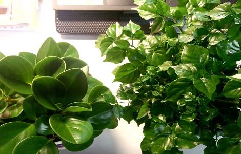 辛福树怎么养（辛福树怎么养才好）