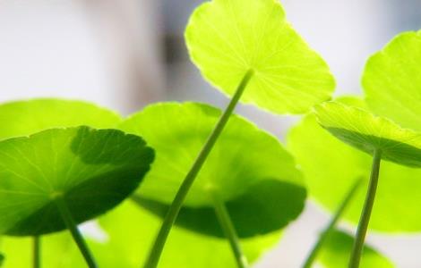 铜钱草掉叶子怎么办 铜钱草有枯叶怎么办?