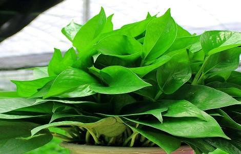 春天绿萝怎么养（春天绿萝怎么养活）